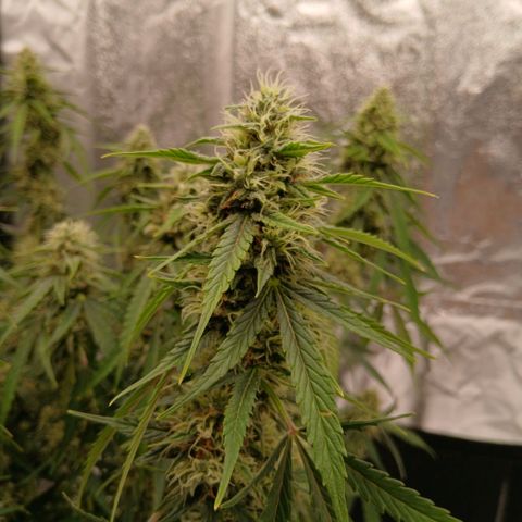 Gorilla Z growlog timeline photo