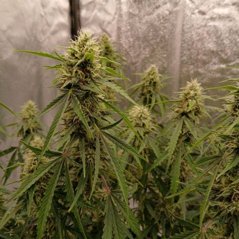 Gorilla Z growlog timeline photo