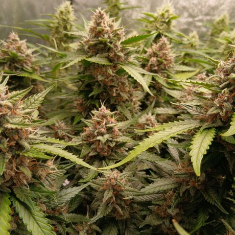 Lemon Cherry Cookies growlog timeline photo