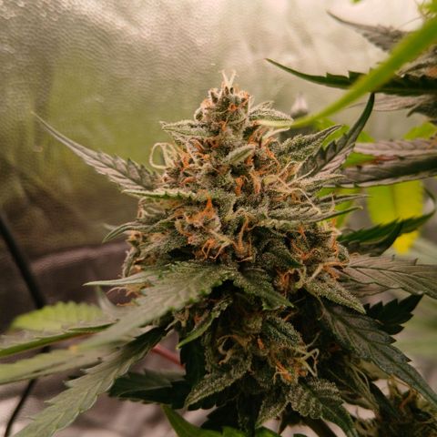 Lemon Cherry Cookies growlog timeline photo