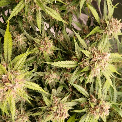 Lemon Cherry Cookies growlog timeline photo