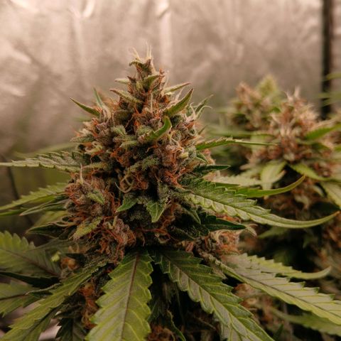 Lemon Cherry Cookies growlog timeline photo
