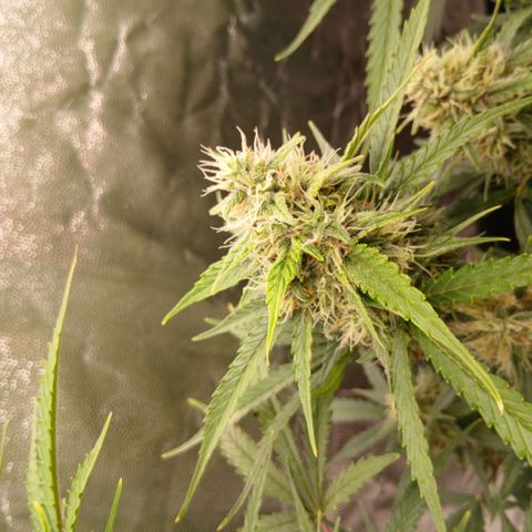 Gorilla Z growlog timeline photo
