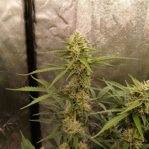 Gorilla Z growlog timeline photo
