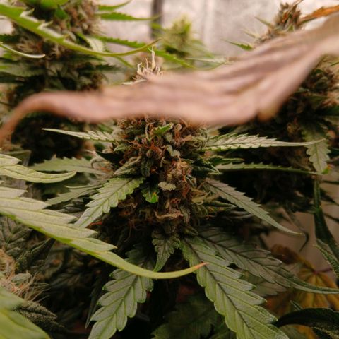 Lemon Cherry Cookies growlog timeline photo