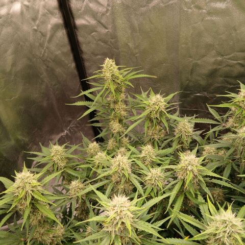 Gorilla Z growlog timeline photo