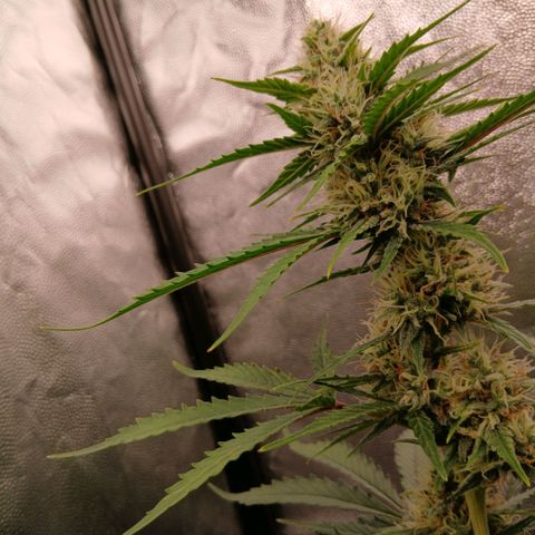 Gorilla Z growlog timeline photo
