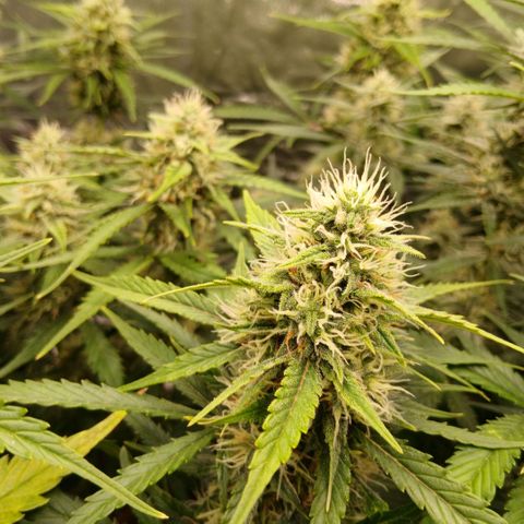 Gorilla Z growlog timeline photo