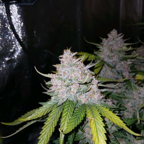 Lemon Cherry Cookies growlog timeline photo