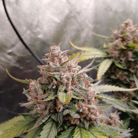 Lemon Cherry Cookies growlog timeline photo