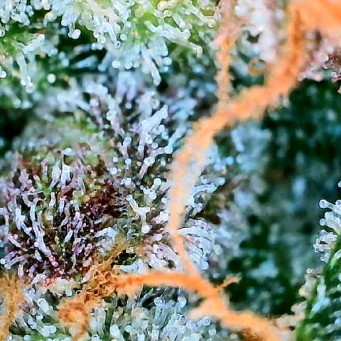 Lemon Cherry Cookies growlog timeline photo