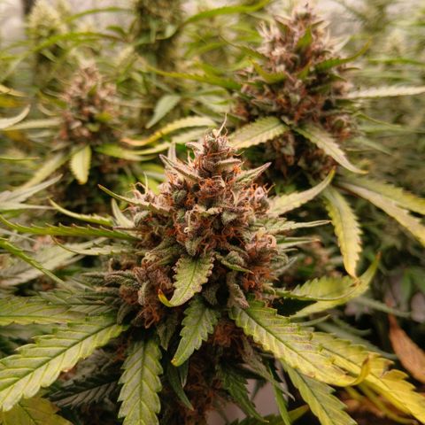 Lemon Cherry Cookies growlog timeline photo