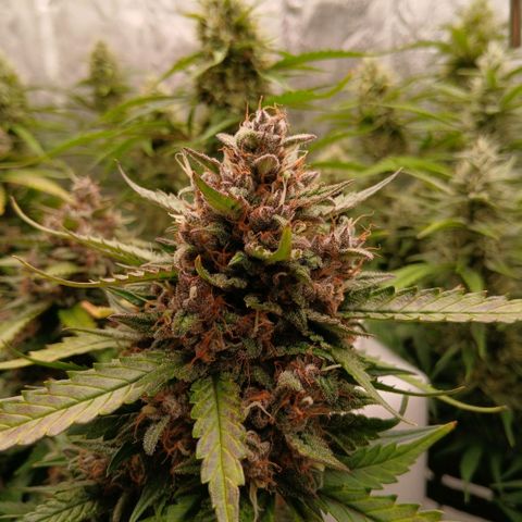 Lemon Cherry Cookies growlog timeline photo