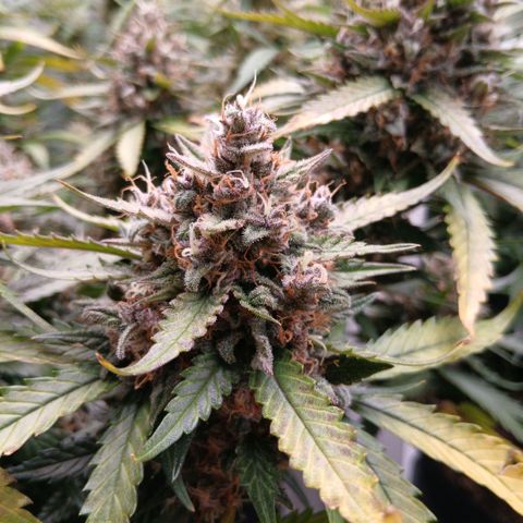 Lemon Cherry Cookies growlog timeline photo