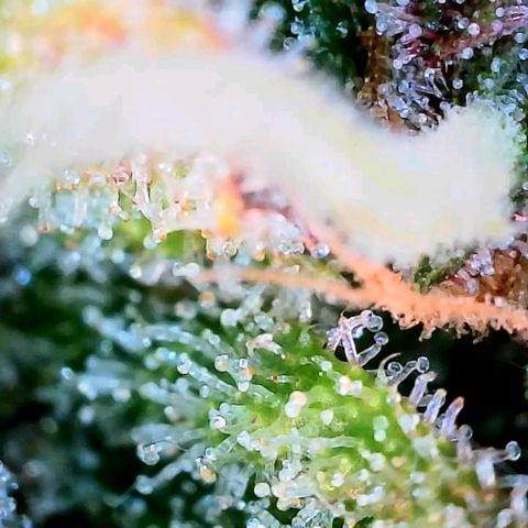 Lemon Cherry Cookies growlog timeline photo