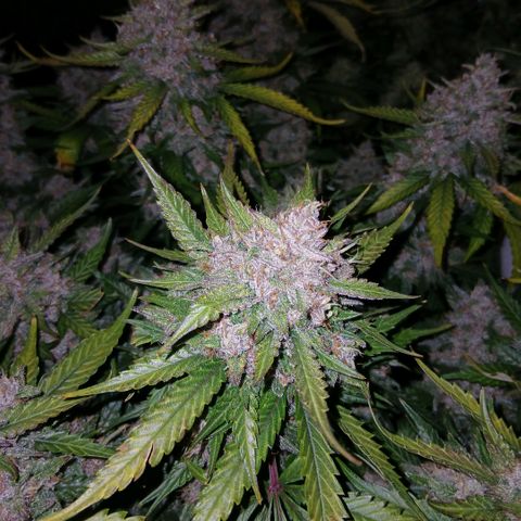 Lemon Cherry Cookies growlog timeline photo