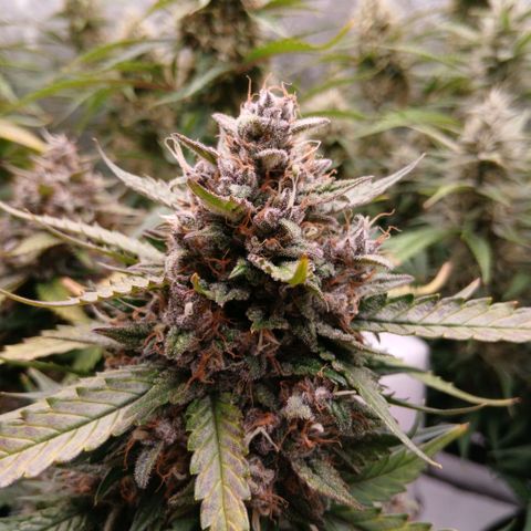 Lemon Cherry Cookies growlog timeline photo