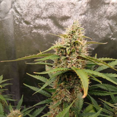 Gorilla Z growlog timeline photo