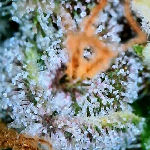 Lemon Cherry Cookies growlog timeline photo