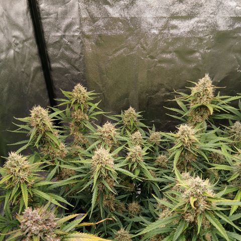 Gorilla Z growlog timeline photo
