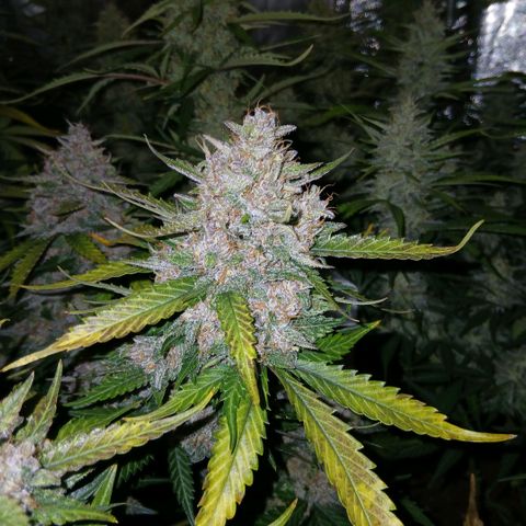 Lemon Cherry Cookies growlog timeline photo