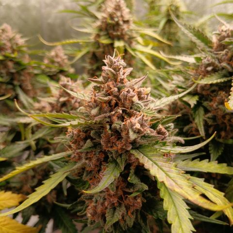 Lemon Cherry Cookies growlog timeline photo