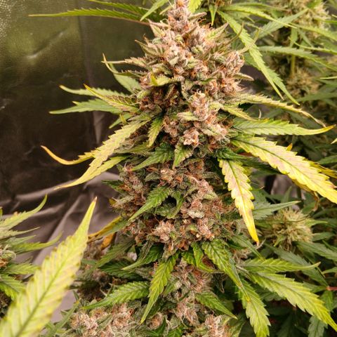 Lemon Cherry Cookies growlog timeline photo
