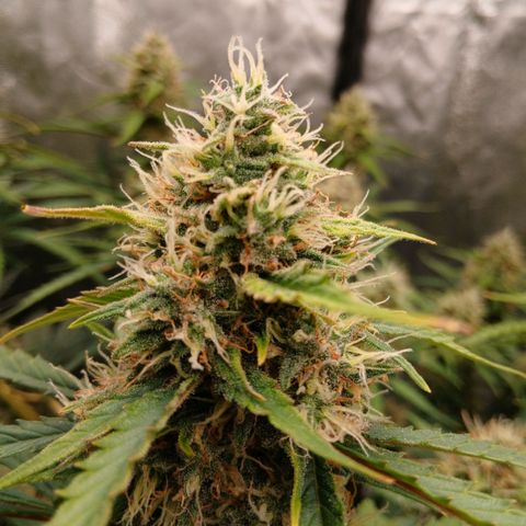 Gorilla Z growlog timeline photo