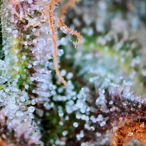 Lemon Cherry Cookies growlog timeline photo