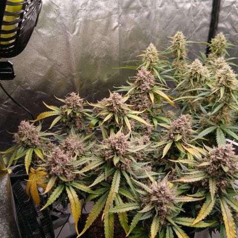 Lemon Cherry Cookies growlog timeline photo