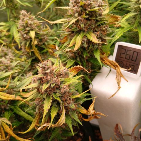 Lemon Cherry Cookies growlog timeline photo