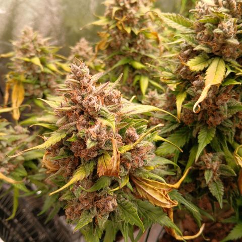 Lemon Cherry Cookies growlog timeline photo
