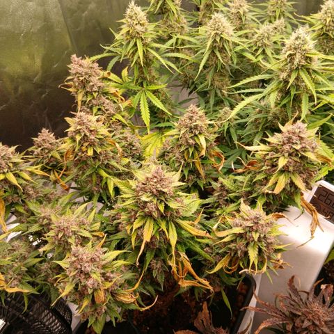 Lemon Cherry Cookies growlog timeline photo