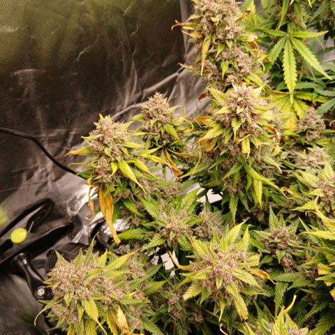 Lemon Cherry Cookies growlog timeline photo