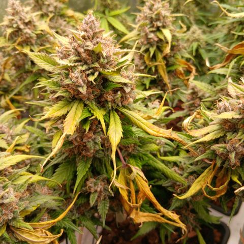 Lemon Cherry Cookies growlog timeline photo