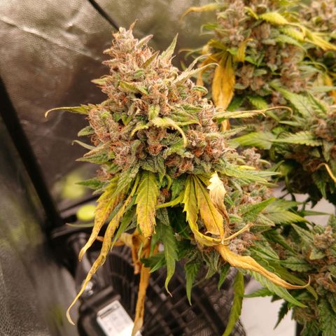 Lemon Cherry Cookies growlog timeline photo