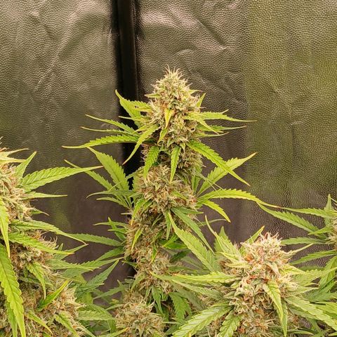 Gorilla Z growlog timeline photo