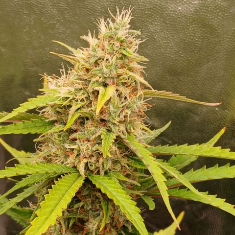 Gorilla Z growlog timeline photo