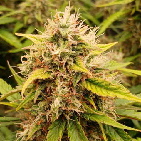 Gorilla Z growlog timeline photo