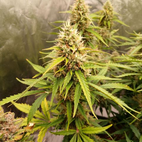 Gorilla Z growlog timeline photo