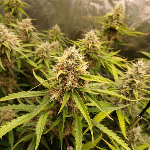 Gorilla Z growlog timeline photo