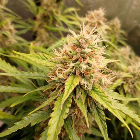 Gorilla Z growlog timeline photo