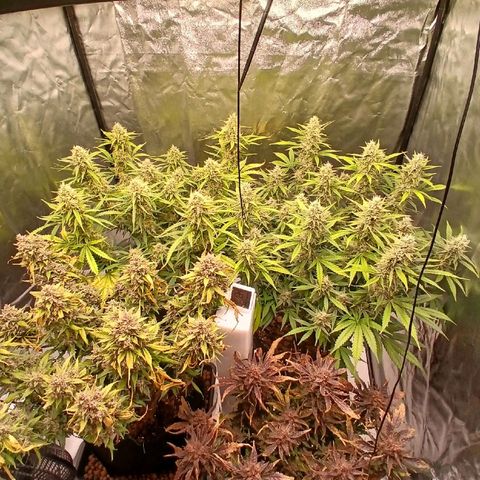 Gorilla Z growlog timeline photo
