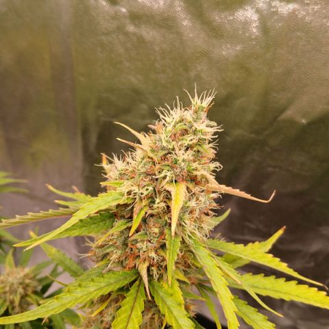 Gorilla Z growlog timeline photo