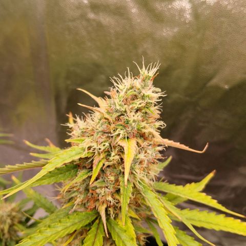 Gorilla Z growlog timeline photo