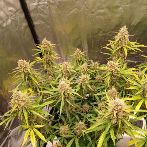 Gorilla Z growlog timeline photo
