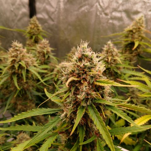 Gorilla Z growlog timeline photo