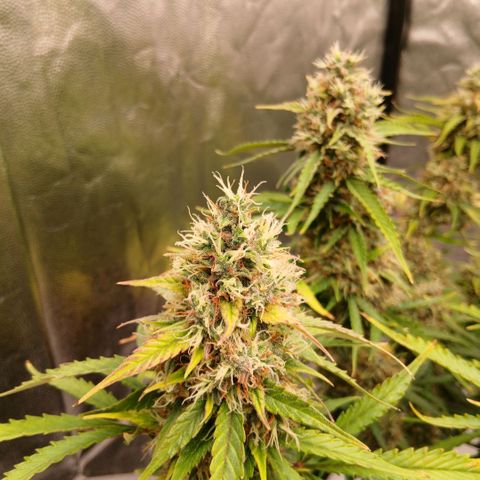 Gorilla Z growlog timeline photo