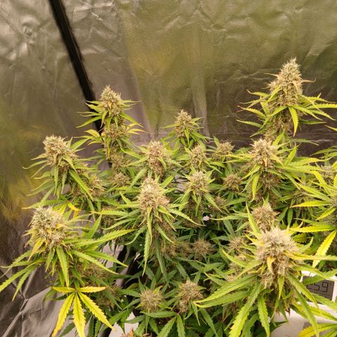 Gorilla Z growlog timeline photo