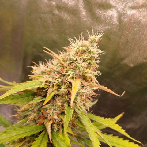 Gorilla Z growlog timeline photo